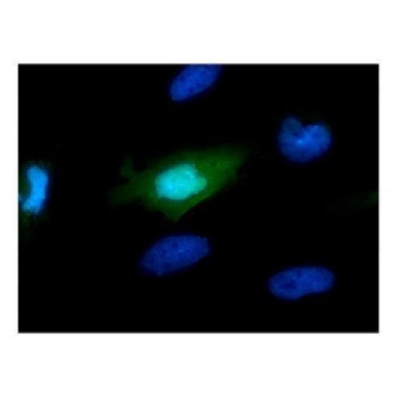 单克隆抗-Myc 标签 小鼠抗，100UL，SAB2702192-100UL，Sigma