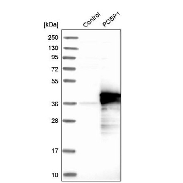 Anti-PQBP1 antibody produced in rabbit，100UL，HPA001880-100UL，Sigma