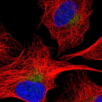 Anti-SEC22C antibody produced in rabbit，100UL，HPA055594-100UL，Sigma