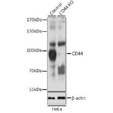 Anti-CD44 antibody produced in rabbit，100UL，SAB5700076-100UL，Sigma
