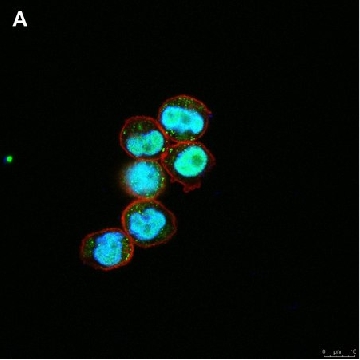 Anti-C-EBP alpha Antibody, clone 2E17, ZooMAb® Rabbit Monoclonal，25UL，ZRB1367-25UL，Sigma