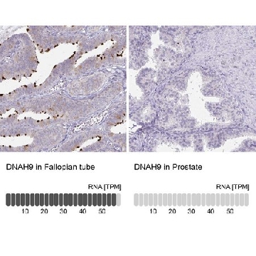 Anti-DNAH9 antibody produced in rabbit，100UL，HPA052641-100UL，Sigma