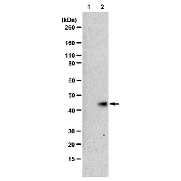 Anti-N1-Phosphohistidine (1-pHis) Antibody, clone SC50-3, ZooMAb® Rabbit Monoclonal，25UL，ZRB1341-25UL，Sigma