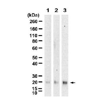 Anti-H-Ras Antibody, clone 3B13 ZooMAb® Rabbit Monoclonal，25UL，ZRB1850-25UL，Sigma