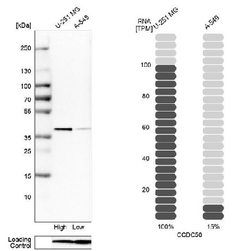 Anti-CCDC50 antibody produced in rabbit，100UL，HPA001336-100UL，Sigma
