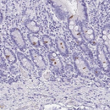 Anti-AVIL antibody produced in rabbit，100UL，HPA058864-100UL，Sigma