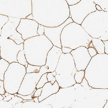 Anti-C19orf12 antibody produced in rabbit，100UL，HPA046930-100UL，Sigma