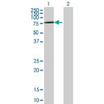 Anti-SLC3A2 antibody produced in rabbit，100UG，SAB1400262-100UG，Sigma