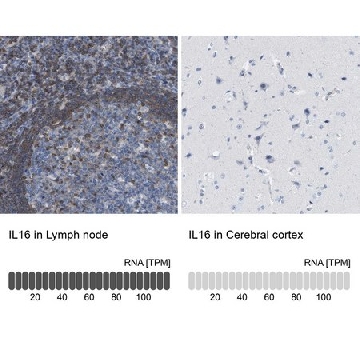 Anti-IL16 antibody produced in rabbit，100UL，HPA018467-100UL，Sigma