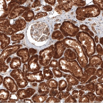 Anti-MICU1 antibody produced in rabbit，100UL，HPA037480-100UL，Sigma