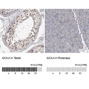 Anti-GCNA antibody produced in rabbit，100UL，HPA023476-100UL，Sigma