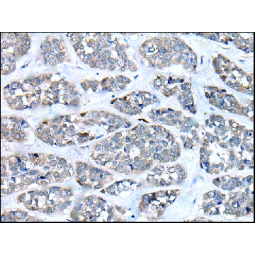 抗-CD274，100UL，SAB4301882-100UL，Sigma