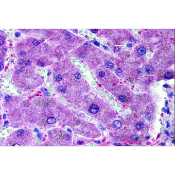 Anti-HYAL1 (ab2) antibody produced in rabbit，100UL，SAB2101113-100UL，Sigma