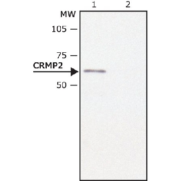 Anti-CRMP2 兔抗，200UL，C2993-200UL，Sigma