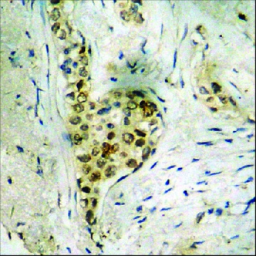 Anti-phospho-DNA-PK (pSer²⁰⁵⁶) antibody produced in rabbit，100UG，SAB4504169-100UG，Sigma