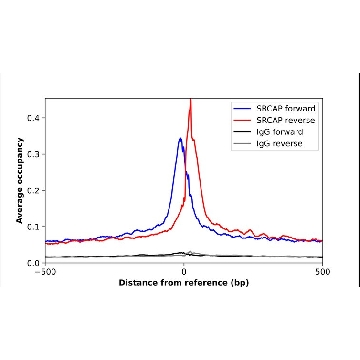 Anti-SRCAP antibody produced in rabbit，100UL，HPA028929-100UL，Sigma