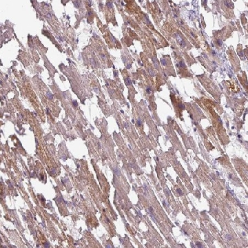 Anti-TMEM178B antibody produced in rabbit，100UL，HPA048771-100UL，Sigma