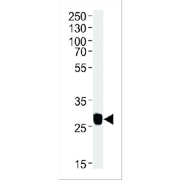 MONOCLONAL ANTI-GFP TAG antibody produced in mouse，400UL，SAB1305545-400UL，Sigma