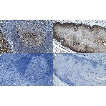 Anti-CD9 Antibody, clone 2K2-k ZooMAb® Rabbit Monoclonal，25UL，ZRB1903-25UL，Sigma