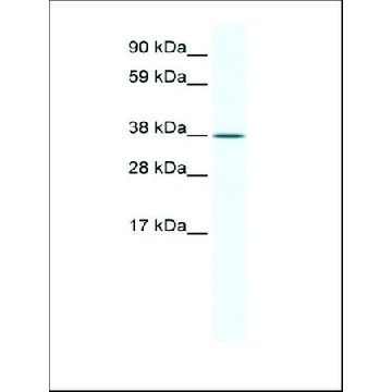 抗-KLF2，100UL，SAB2108513-100UL，Sigma