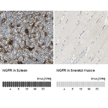 Anti-NGFR antibody produced in rabbit，100UL，HPA004765-100UL，Sigma