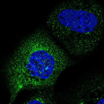 Anti-C2orf76 antibody produced in rabbit，100UL，HPA055362-100UL，Sigma