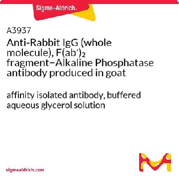 抗-兔IgG（全分子），F(ab′)₂ 片段−碱性磷酸酶 山羊抗，1ML，A3937-1ML，Sigma