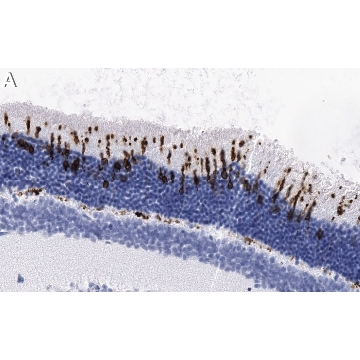 Anti-S-Opsin Antibody, clone 1C11 ZooMAb® Rabbit Monoclonal，25UL，ZRB1892-25UL，Sigma