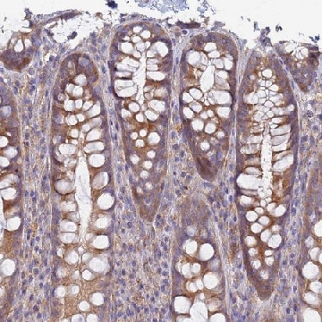 Anti-EEA1 antibody produced in rabbit，100UL，HPA038159-100UL，Sigma
