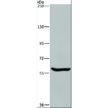 Anti-MAGEL2 antibody produced in rabbit，100UL，SAB4300854-100UL，Sigma