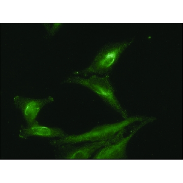 Monoclonal Anti-AHSA1 antibody produced in mouse，100UG，SAB5200013-100UG，Sigma