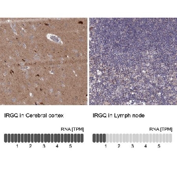 Anti-IRGQ antibody produced in rabbit，100UL，HPA043254-100UL，Sigma