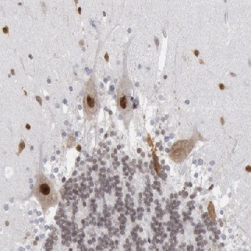 Anti-SUB1 antibody produced in rabbit，100UL，HPA001311-100UL，Sigma