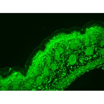 Monoclonal Anti-CACNA1D antibody produced in mouse，100UG，SAB5200022-100UG，Sigma