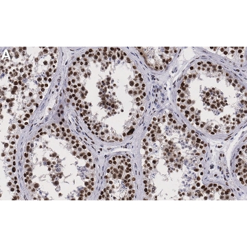 Anti-Sin3A Antibody, clone 1C4 ZooMAb® Rabbit Monoclonal，4X25UL，ZRB2035-4X25UL，Sigma