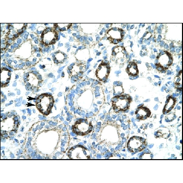 Anti-FOXF2 antibody produced in rabbit，100UL，AV31694-100UL，Sigma