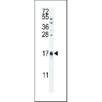 ANTI-CAMK2N1 (C-TERM) antibody produced in rabbit，400UL，SAB1302411-400UL，Sigma