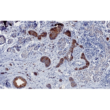 Anti-Phospho-ACC1-(Ser79) Antibody, clone 1E11 ZooMAb® Rabbit Monoclonal，4X25UL，ZRB1481-4X25UL，Sigma