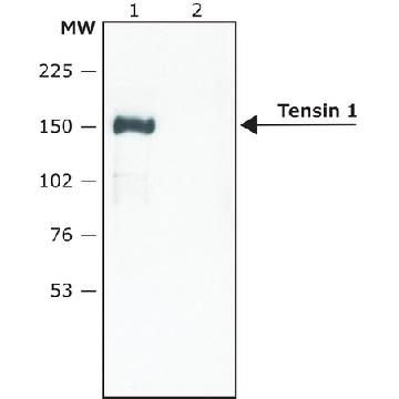 Anti-Tensin 1 antibody produced in rabbit，200UL，SAB4200283-200UL，Sigma