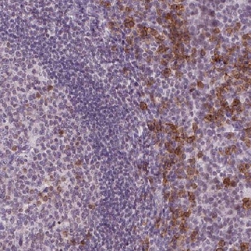 Anti-TMEM184A antibody produced in rabbit，100UL，HPA071312-100UL，Sigma