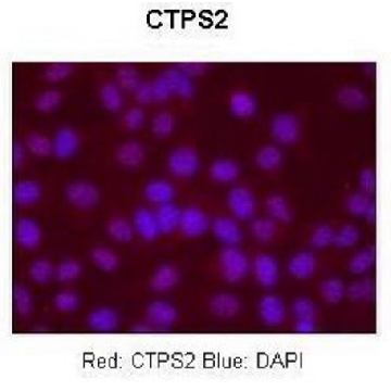 Anti-CTPS2 antibody produced in rabbit，100UL，SAB2107710-100UL，Sigma