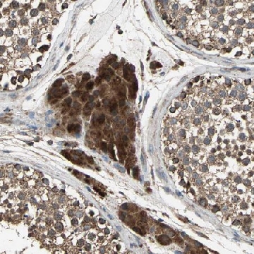 Anti-POLRMT antibody produced in rabbit，100UL，HPA006366-100UL，Sigma