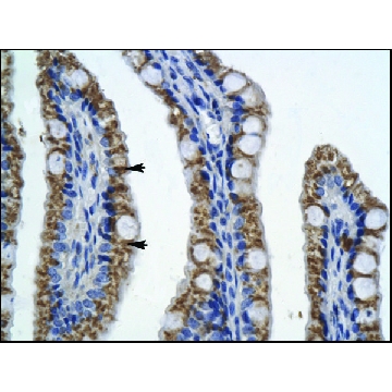 Anti-PITX2，100UL，SAB2108501-100UL，Sigma