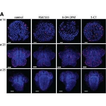 单克隆抗-磷酸化组蛋白H3（pSer²⁸） 大鼠抗，25UL，H9908-25UL，Sigma