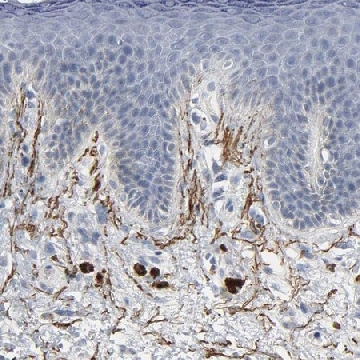 Anti-FBLN5 antibody produced in rabbit，100UL，HPA000848-100UL，Sigma
