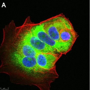 Anti-LINE-1 ORF1p Antibody, clone 4H1 ZooMAb® Mouse Monoclonal，25UL，ZMS1066-25UL，Sigma