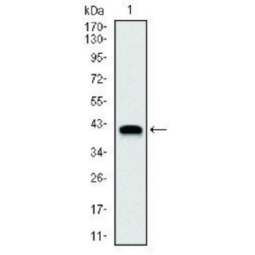 Monoclonal Anti-NEDD8 antibody produced in mouse，100UG，SAB5300238-100UG，Sigma
