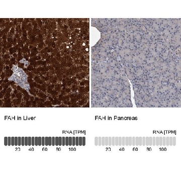 Anti-FAH antibody produced in rabbit，100UL，HPA041370-100UL，Sigma