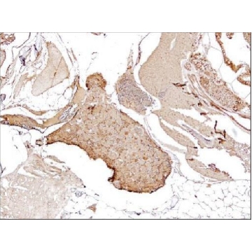 Anti-PCNA antibody produced in rabbit，100UL，SAB2701819-100UL，Sigma