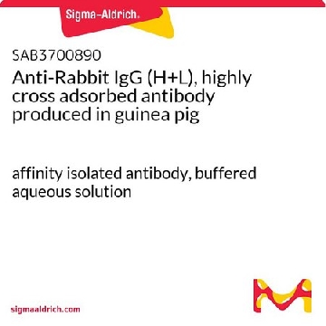 Anti-Rabbit IgG (H+L), highly cross adsorbed antibody produced in guinea pig，1MG，SAB3700890-1MG，Sigma